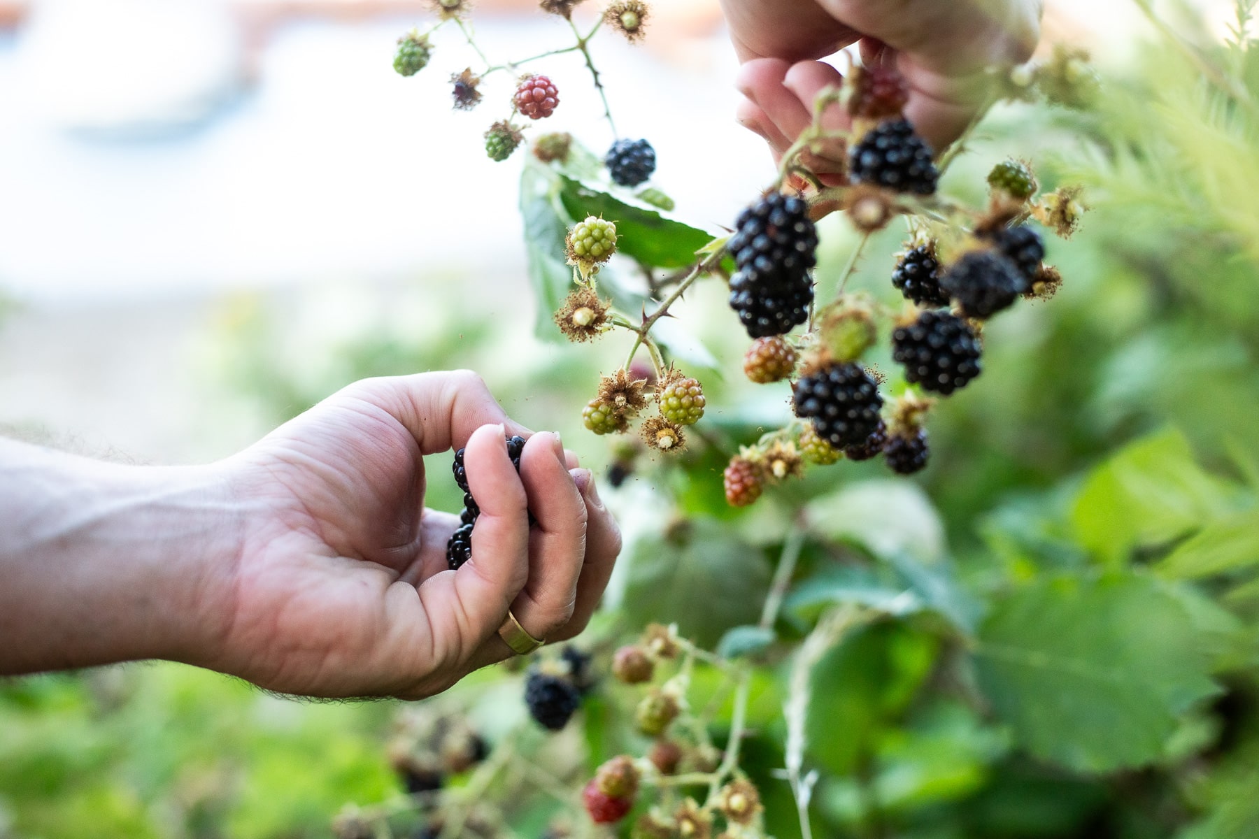 Blackberry Simple Syrup, Blackberry Infused simple syrup, recipe for blackberry simple syrup, how to make blackberry simple syrup, blackberry sweetener, wild blackberry recipes, wild blackberries,